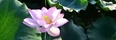 凌波仙子靜中芳 龍壽田洋待賞荷